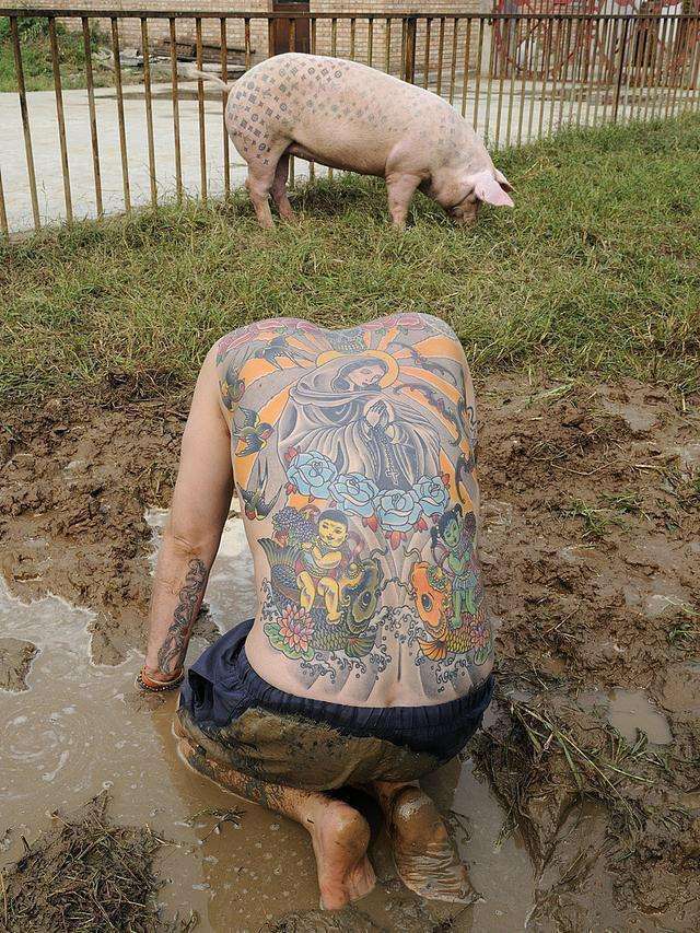 比利时一男子在猪身上纹身,有人竟花几百万争