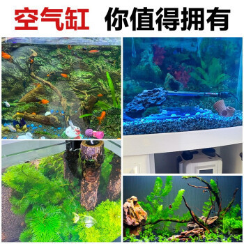 龍魚鱗上面有小白點怎么回事（龍魚魚鱗上有白色）