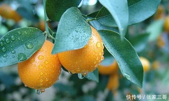 每天吃3个金桔,坚持一段时间,5件 好事 可能会