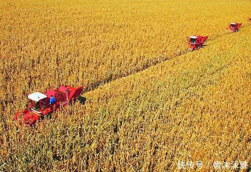 粮食价格上不去，农民不要急，记得领了这项补贴，一亩100元左右