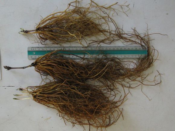 转子莲和铁线莲怎么区分?_360问答