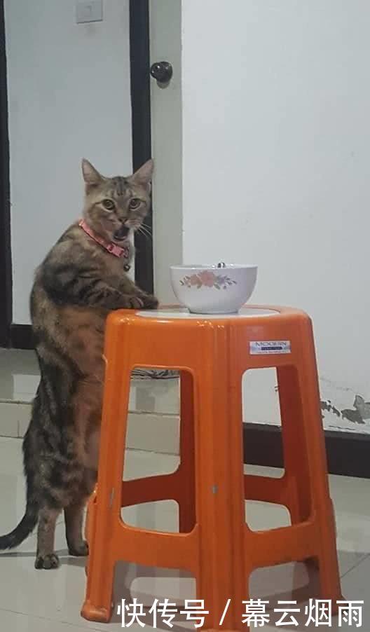 猫漫画偷吃被现场抓包,猫咪吓出主子,猫:啊咧表情古代教程画人物图片