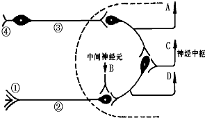 如图是反射弧的组成示意图(虚线内为神经中枢