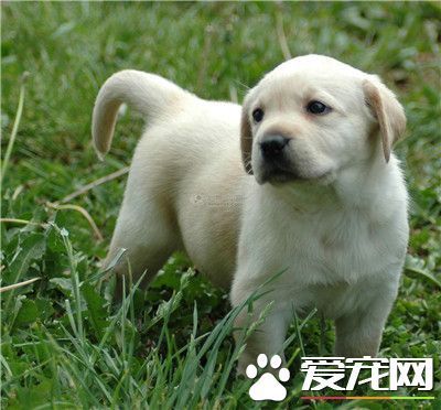 拉布拉多寻回犬好不好养 比较好养的宠物狗_3