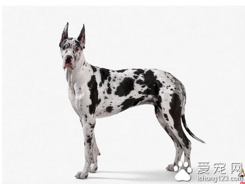 大丹犬介绍 教你真确饲养大丹狗_360问答