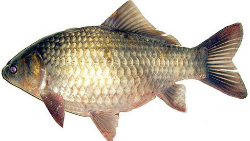 从池塘里抓来的鱼儿吃什么_360问答