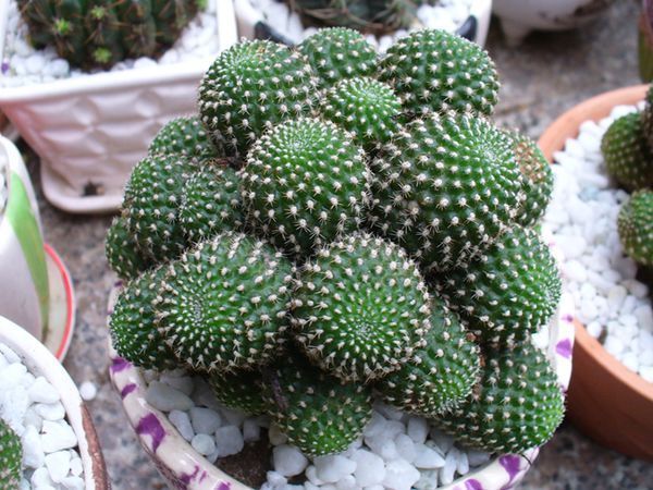 这种多肉植物叫什么名字?