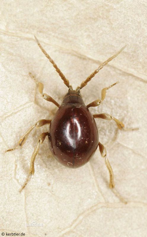 家里有很多针尖大小的虫子,白色褐色的相见图
