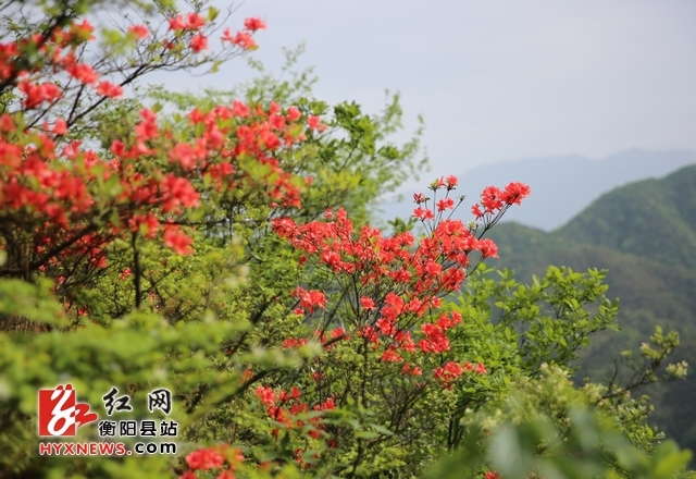 衡阳县金兰石荷岭成片映山红竞相开放 游客慕名进山赏花