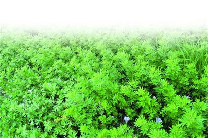 艾草干叶 t01dfe78314918083e5.jpg