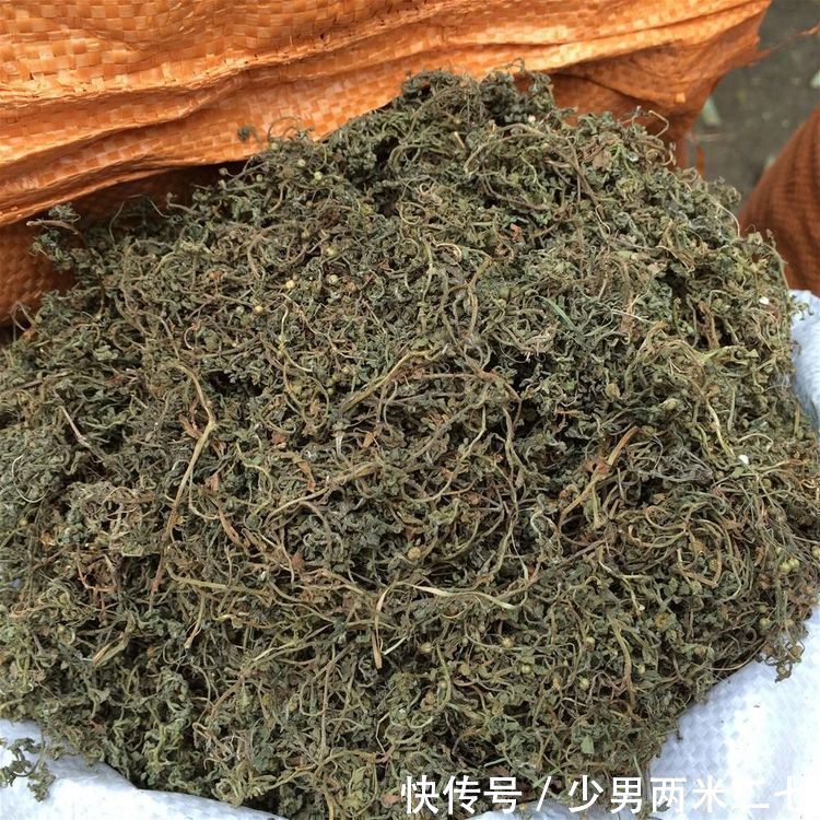 一个神奇的绿色外用偏方,鹅不食草治鼻炎,简单