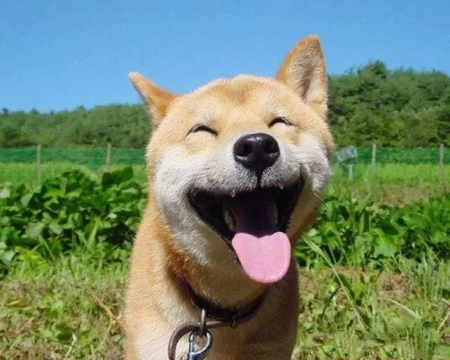 这只散发出幸福表情的日本柴犬