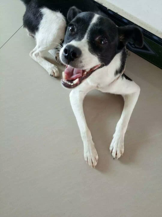 请问这是边境牧羊犬和什么狗串的_360问答