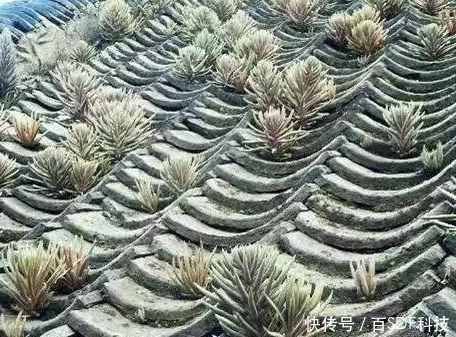 农村这种野草长在房顶上,农民都认识却不知道