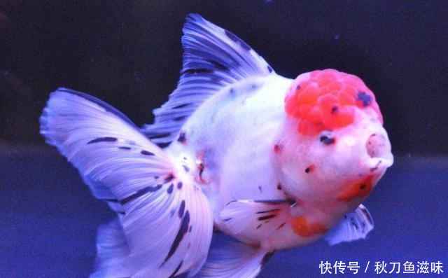 自来水可不可以给鱼直接换水呢粗暴型养鱼法!