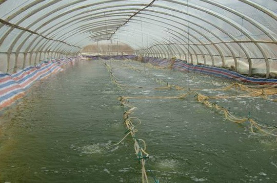 The Exquisite World of <strong><mark>arowana</mark></strong> in Kuantan: A Comprehensive Guide to the Most Coveted Fish in Malaysia