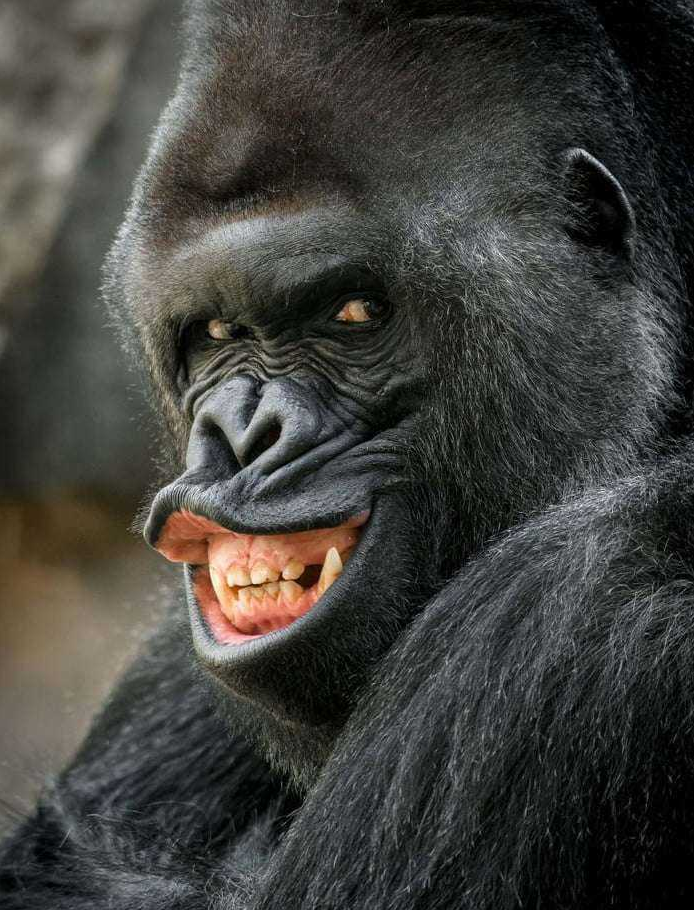 黑猩猩对你笑并不是高兴,而是另有含义