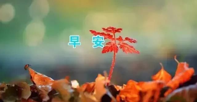 2019最新版早上好表情动态图片,最美早上好国际歌表情包图片