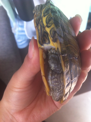 小乌龟壳上有一些红点,还有四肢周围有一些白