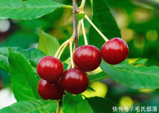 樱桃树栽培技术|甜樱桃栽植当年管理(下)