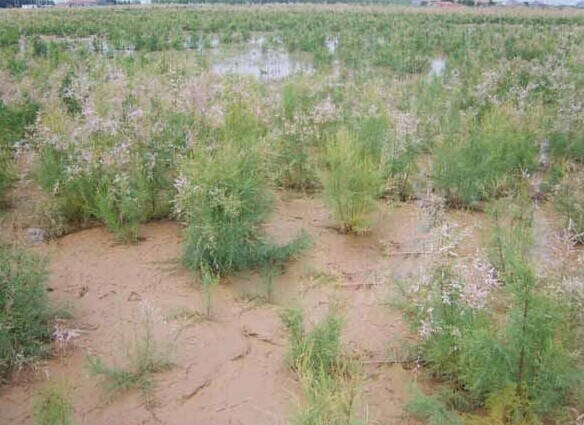 不知道在这片盐碱地上,适合种植什么特殊的农作物和植物