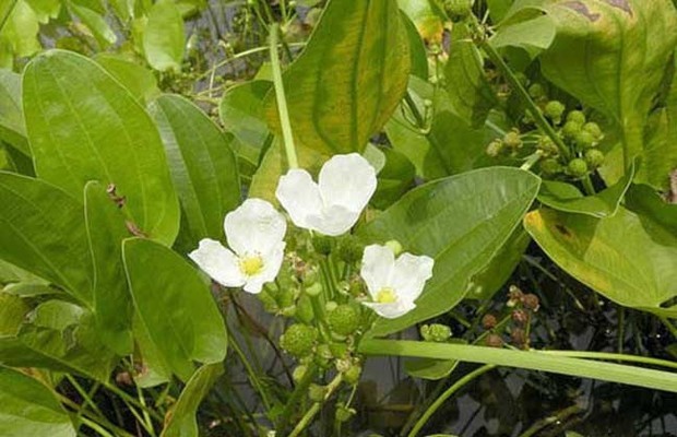 福建种植什么药材最赚钱_360问答