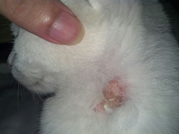 家里母猫生完小猫后长这些东西了 不知道是什