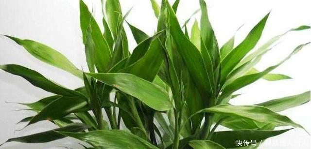 富贵竹怎么养才开花多 t01e22737b215e95816.bmp?size=640x308