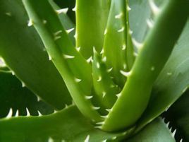 芦荟和龙爪是一种植物吗_360问答