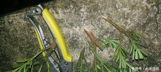 种棵罗汉松, 招财又长寿, 嫌太贵自己种, 一根枝