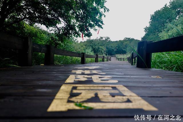 菩提岛 菩提树下 海风拂面 任天地在胸中激荡