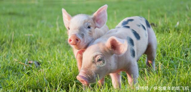 青霉素丨发明最早的抗生素,在养猪中依然有不