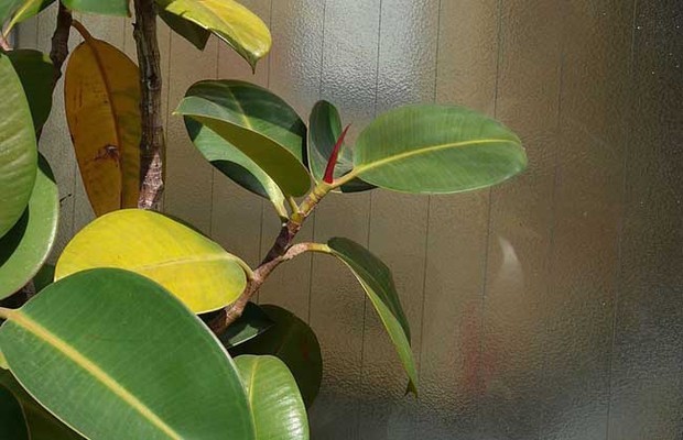 橡皮树怎么浇水?_360问答