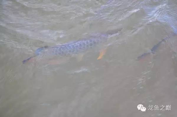 營口花鳥魚蟲市場（營口花鳥魚蟲市場在哪） 觀賞魚水族批發(fā)市場