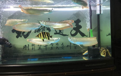 樂山魚缸售后維護(hù)