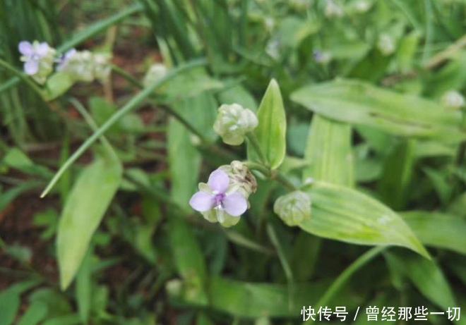 农村一种常见的野草,人称癌草,却是一味珍贵