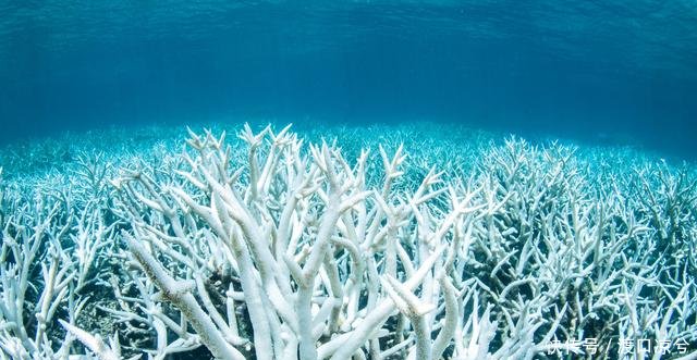 世界大堡礁所在城市,破9亿票房《海王》取景地