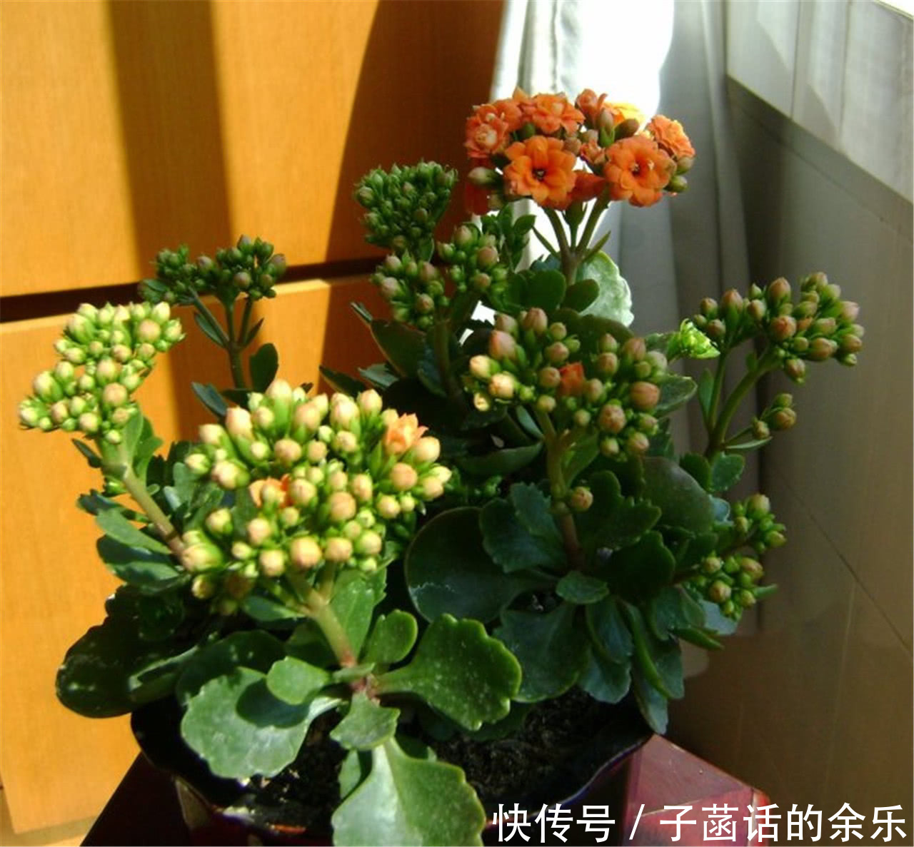 几月份嫁接长寿花最合适 t01e53b15e76c165dbd.jpg