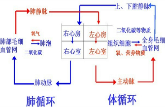 如图是人体内血液循环和体内的气体交换模式图.请认真观察并据图回答([]内填序号，横线上填名称).(1_360问答