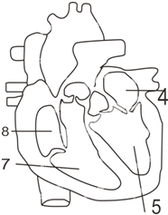 心脏解剖图