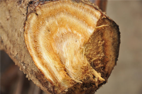 野生葛根粉的功效与作用?_360问答