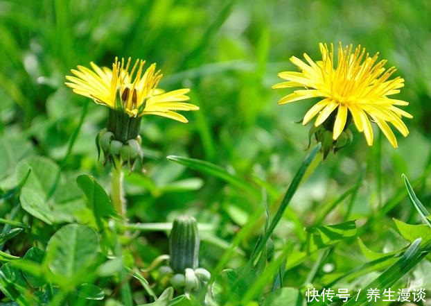 男子痛风,喝蒲公英险丢性命!医生:三大雷区千