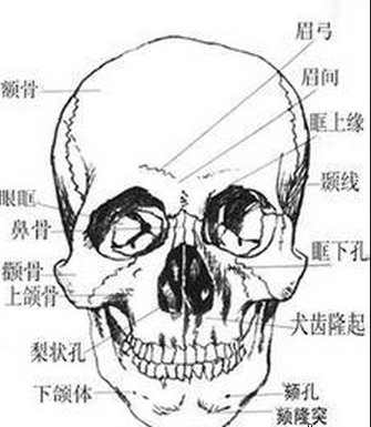 求人头骨和面部肌肉的结构图。_360问答