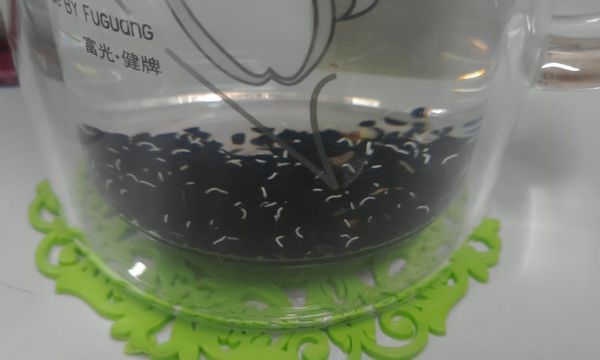 韭菜籽用开水泡了之后居然长出尾巴了,像是发