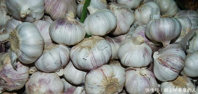 七栽八不栽,九栽没蒜薹,大蒜已到种植时,栽种
