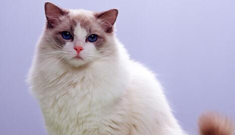 布偶猫能长多大 体型最大的猫_360问答