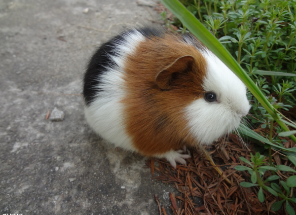 街上卖的那种小老鼠,一般都是什么老鼠_360问