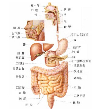 人体解剖图_360百科