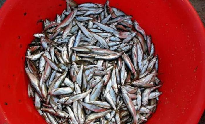 农村庙会上,大姐卖小河里的野味,稀罕物20元一斤大家都不认识