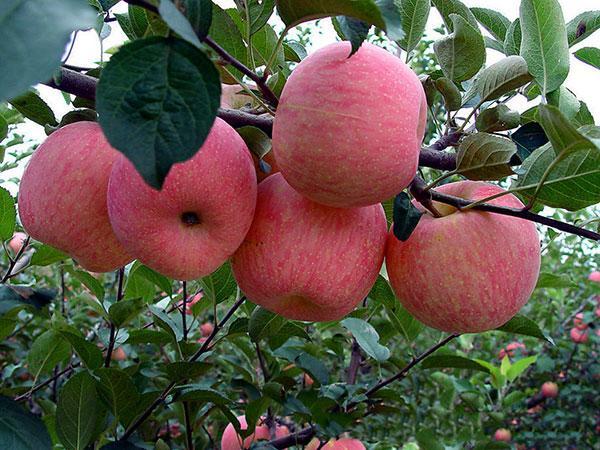 对肾最好的水果苹果 t01e7b12ed219d8ac05.jpg?size=600x450